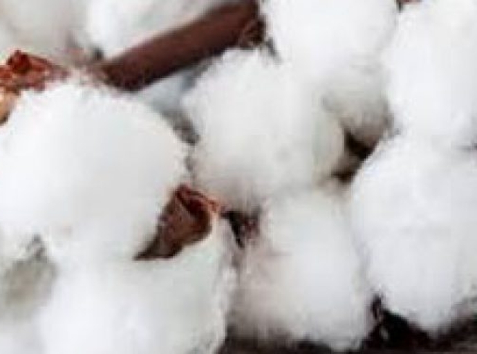 Revenue Decline for Indian Cotton Spinners in FY2024